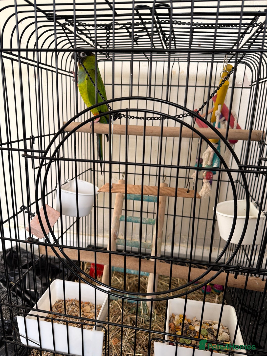 Parrots birds for sale: Green Conure with Cage  - Advert 3