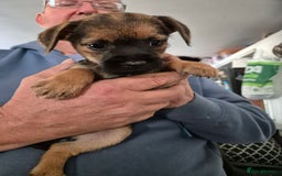Border Terrier dogs for sale: 5 kc registered border pups  - Image 2