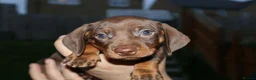 Dachshund dogs for sale: 7 dachshund pups for sale in Bradford - Advert 15