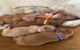 Cockapoo dogs for sale: Cockapoo puppies - Image 2