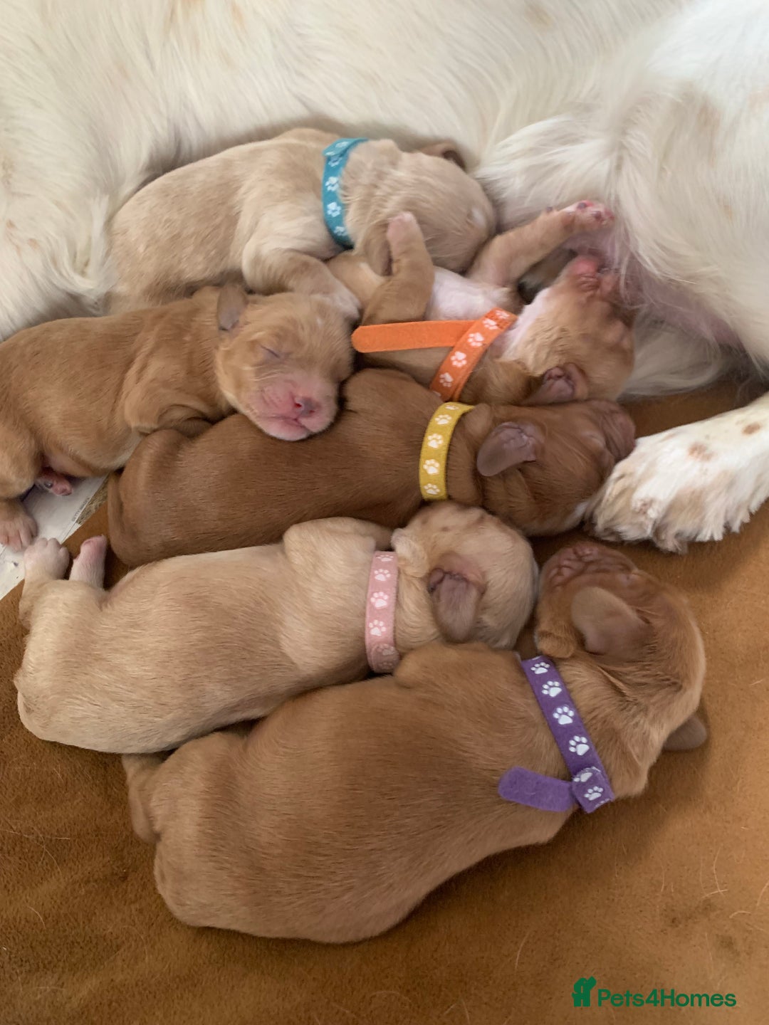 Cockapoo dogs for sale: Cockapoo puppies - Image 2