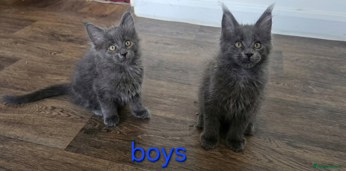 Maine Coon cats Maine Coon Kitten ready - Advert 8
