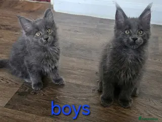 Maine Coon cats Maine Coon Kitten ready - Advert 3