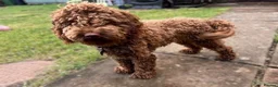 Cockapoo dogs for sale: Gorgeous Cappuccino Curly Cockapoo in Milton Keynes - Advert 2