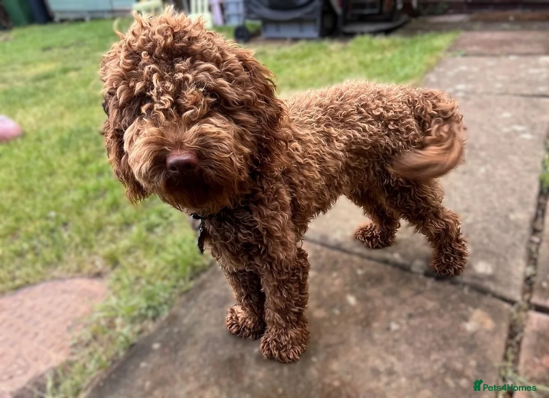 Cockapoo dogs for sale: Gorgeous Cappuccino Curly Cockapoo in Milton Keynes - Advert 2