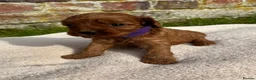 Cavapoo dogs for sale: Stunning Special Red F1 Cavapoo Puppies KC Parents - Advert 3
