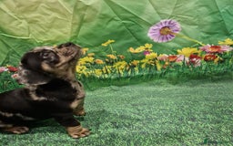 Mixed Breed dogs for sale: Dapple Dachshund mixed breed pups  - Image 4
