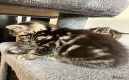Mixed Breed cats for sale: 2 Tabby's and calico kitten for sale - Image 6