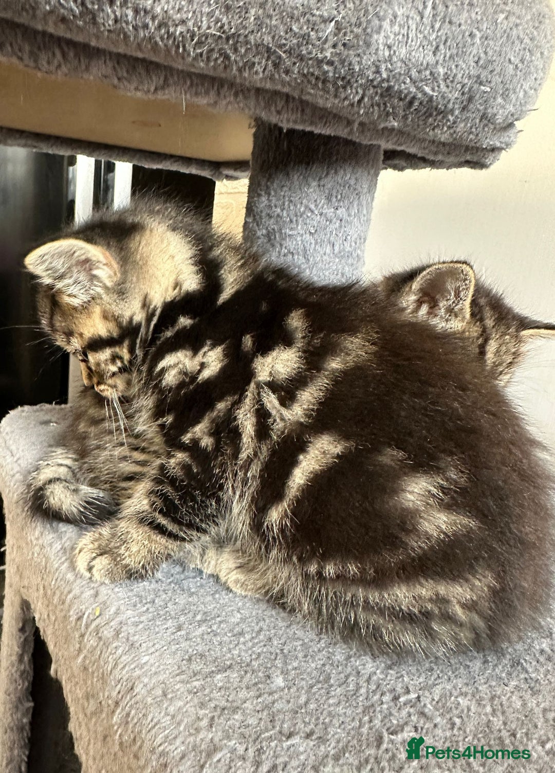 Mixed Breed cats for sale: 2 Tabby's and calico kitten for sale - Image 6