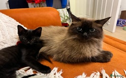 Ragdoll cats for sale: Gorgeous thick coat Ragdoll x Norwegian Boy - Image 3