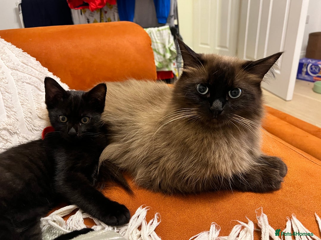 Ragdoll cats for sale: Gorgeous thick coat Ragdoll x Norwegian Boy - Image 3
