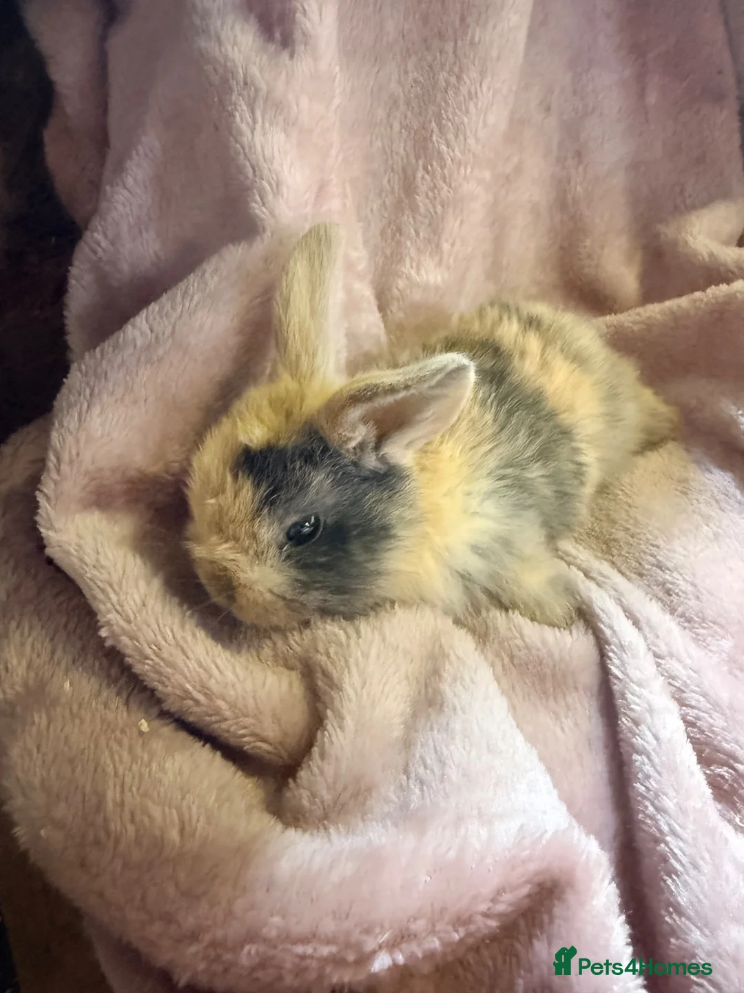 Mini Lop rabbits for sale: Pure Mini lops - Advert 1