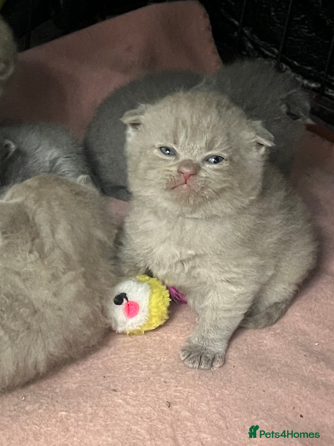 Scottish Fold cats for sale: Scottish fold and Scottish straight kittens!  - Advert 3