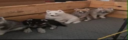Siberian Husky dogs for sale: 5 Boys & 2 Girls Siberian Huskies – 8 Weeks Old - Advert 18