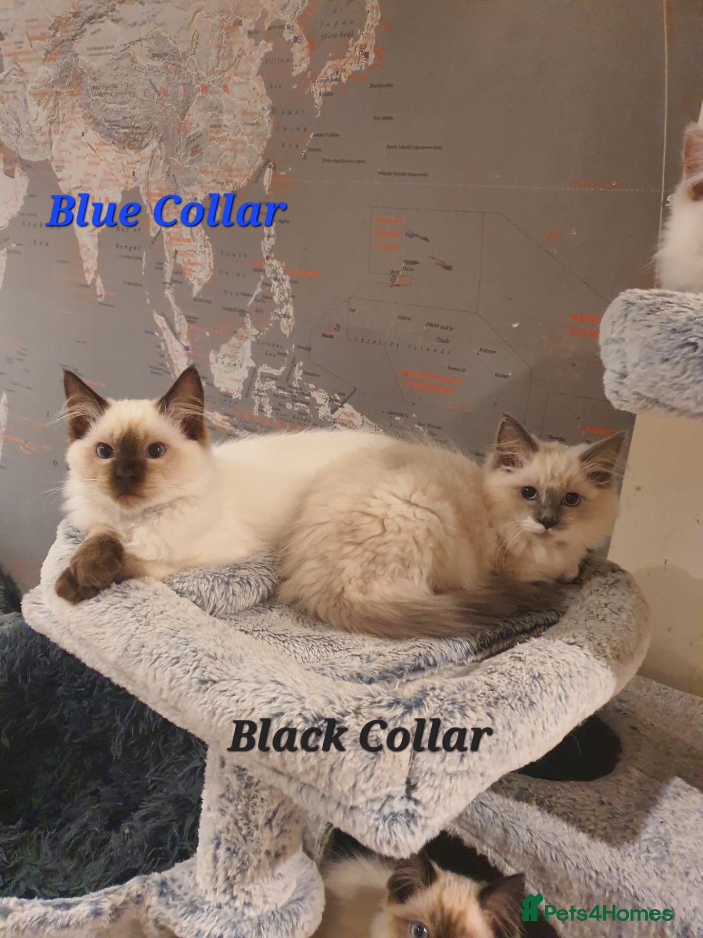 Ragdoll cats 💖11 WEEKS OLD💖 GCCF Registered Ragdoll Kittens. - Advert 2