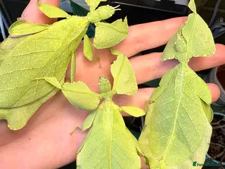 Stick Insects invertebrates for sale: Cryptophyllium limogesi nymphs (leaf insects) - Advert 1