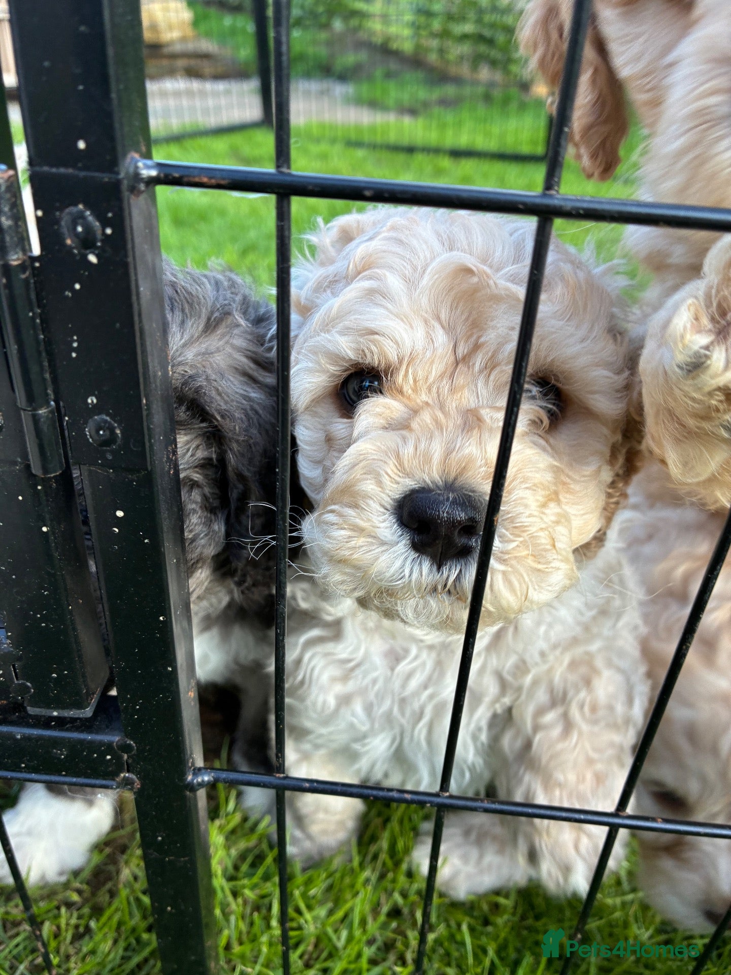 Cockapoo dogs ONLY 1 BOY LEFT READY NOW - Advert 2