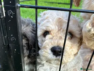 Cockapoo dogs ONLY 1 BOY LEFT READY NOW - Advert 2