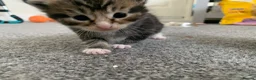 Mixed Breed cats for sale: Garfield  - Advert 6