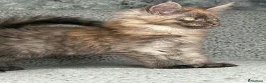 Male 2 