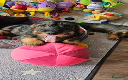 Dachshund dogs for sale: Outstanding Standard Wire haired Dachshund puppies - Image 1