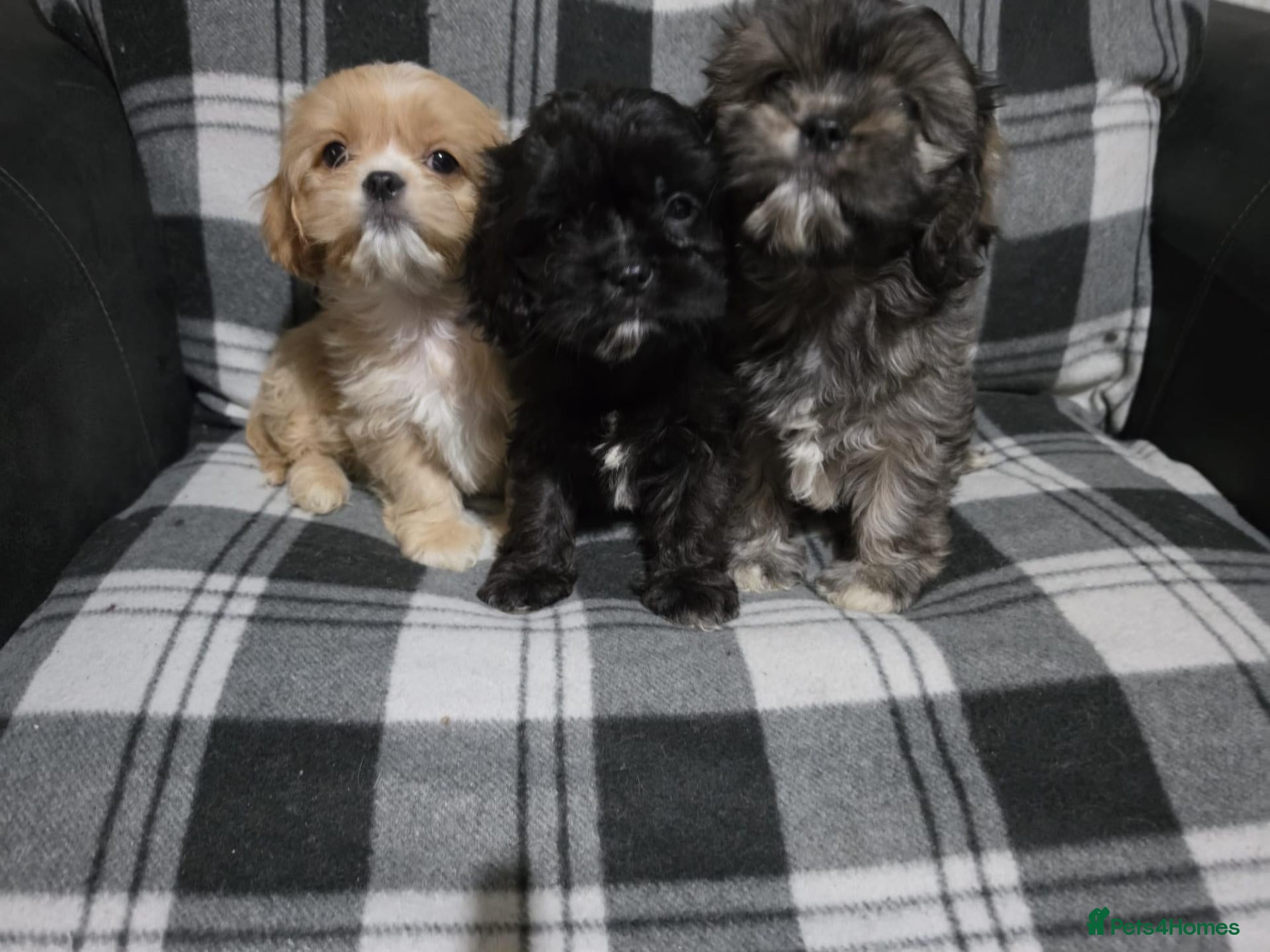 Cava Tzu dogs Cava Tzu pups - Advert 1