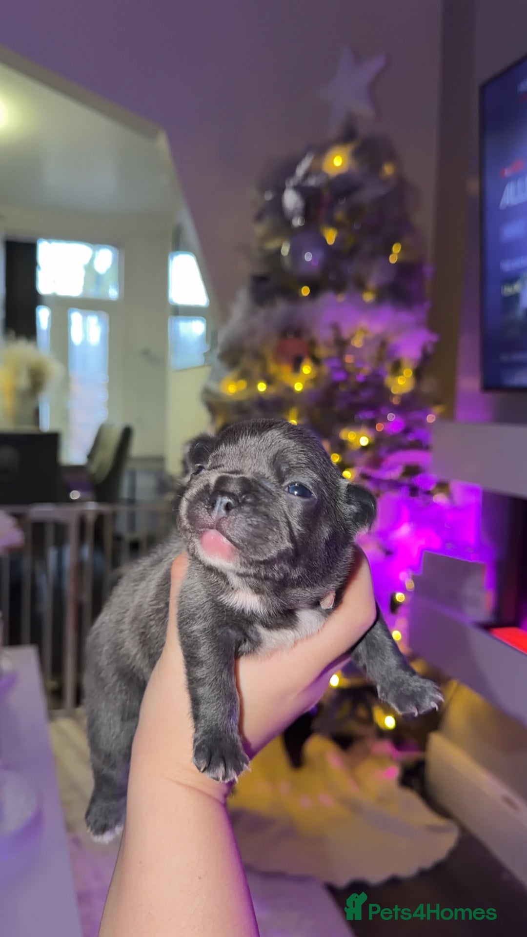 French Bulldog dogs for sale: Gorgeous Lilac, Pink Isabella, & Blue Frenchies - Advert 14