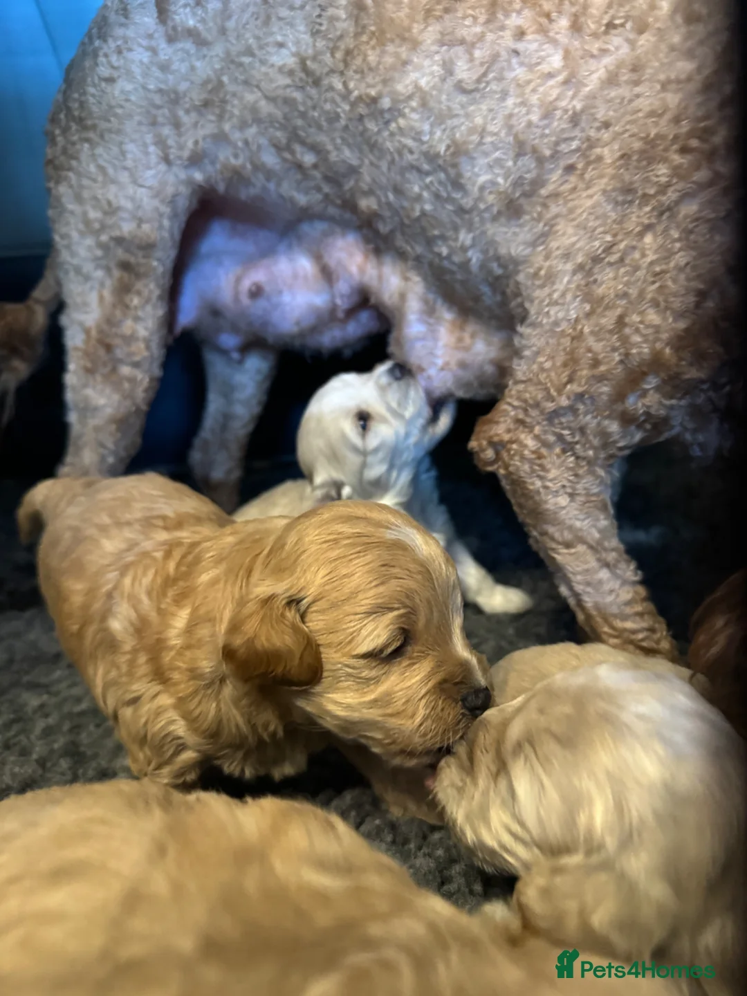 Maltipoo dogs for sale: Teddy bear maltipoo puppies  - Advert 38