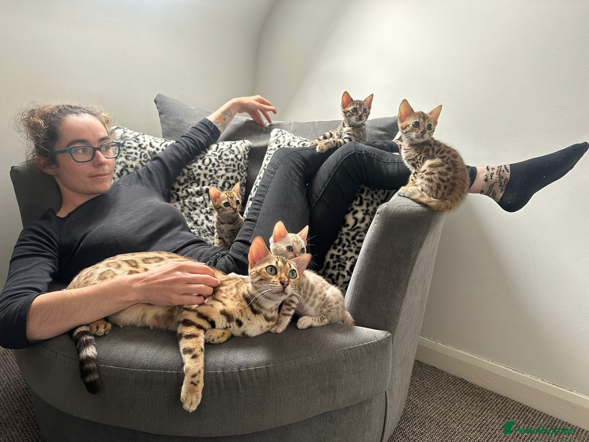 Bengal cats Outstanding kittens from Show parents. - Advert 2