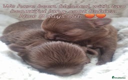 Chihuahua dogs for sale: Beautiful chocolate long coat chihuahuas - Image 9