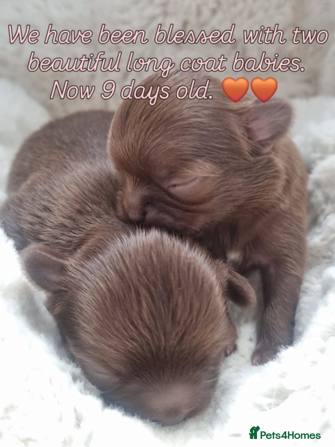 Chihuahua dogs for sale: Beautiful chocolate long coat chihuahuas - Image 9