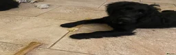 Goldendoodle dogs for sale: Golden doodle - Advert 3