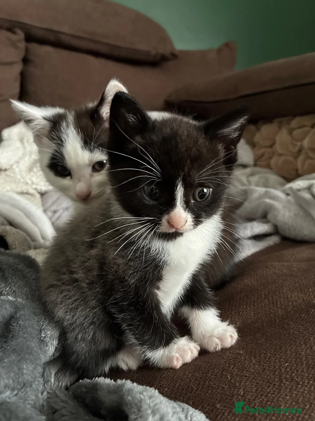 Domestic Shorthair cats for sale: Beautiful grey kittens  - Advert 15