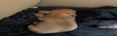 Miniature Dachshund 3