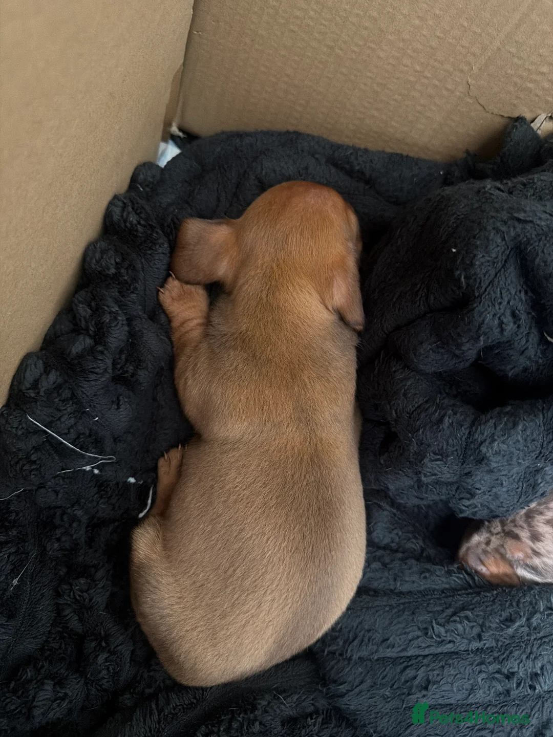 Miniature Dachshund dogs for sale: 3 miniature dachshunds  in Buckley - Advert 2