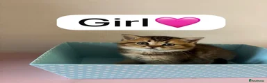 Scottish Fold 3