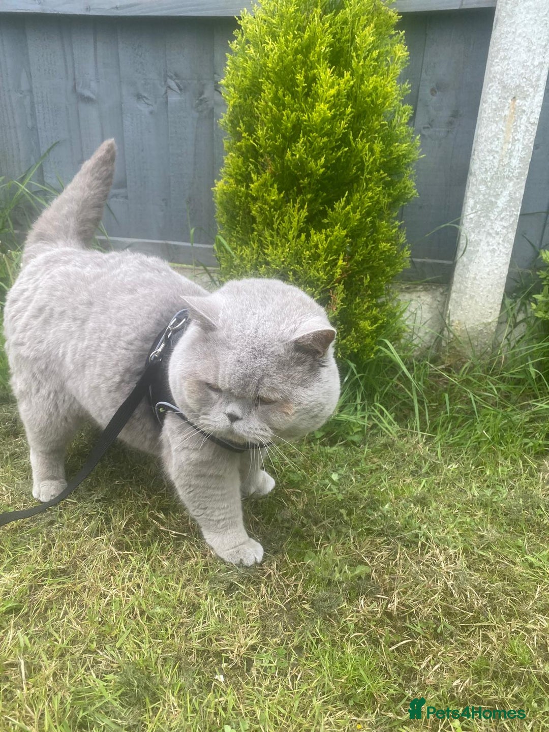 Scottish Fold cats for sale: 🦉 TOP QUALITY TICA REG SCOTTISH FOLD🦉 - Image 12