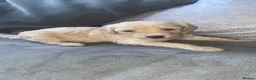 Irish Doodle dogs for sale: 5 stunning Irish doodles. Ready today in Carlisle - Advert 6