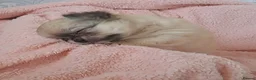 Chihuahua dogs for sale: Long Coat Chihuahua pups - Advert 28