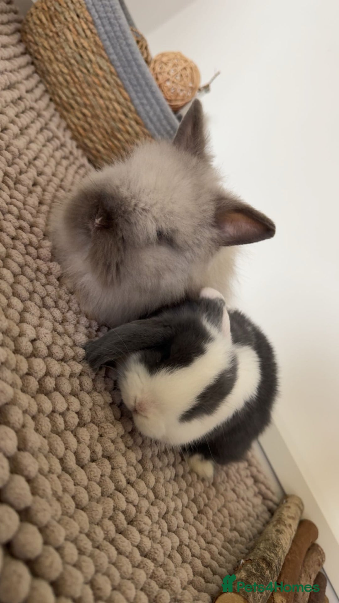 Mini Lop rabbits for sale: One mini lop and one lion head for sale  - Advert 3