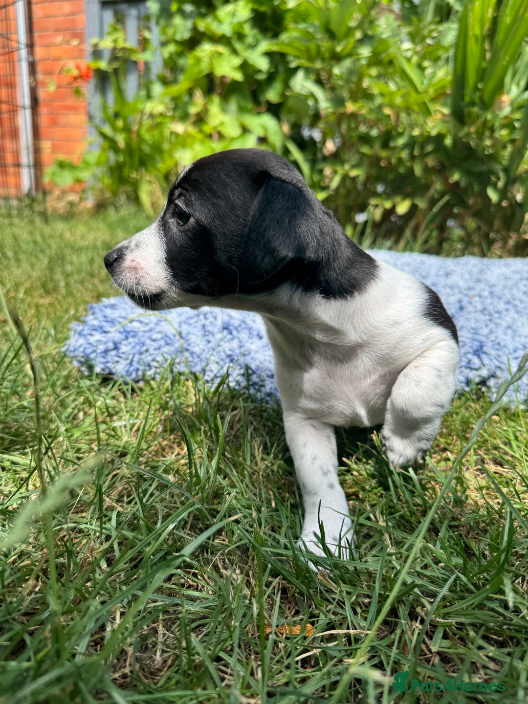 Jack Russell dogs for sale: 5 Available: Jack Russell Puppies. 2 Girls, 3 Boys - Image 15