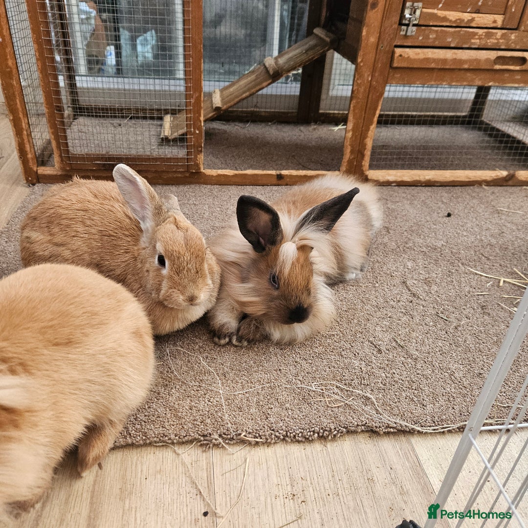 Lionhead rabbits for sale: Minni rex X lionhead bunnies - Image 11