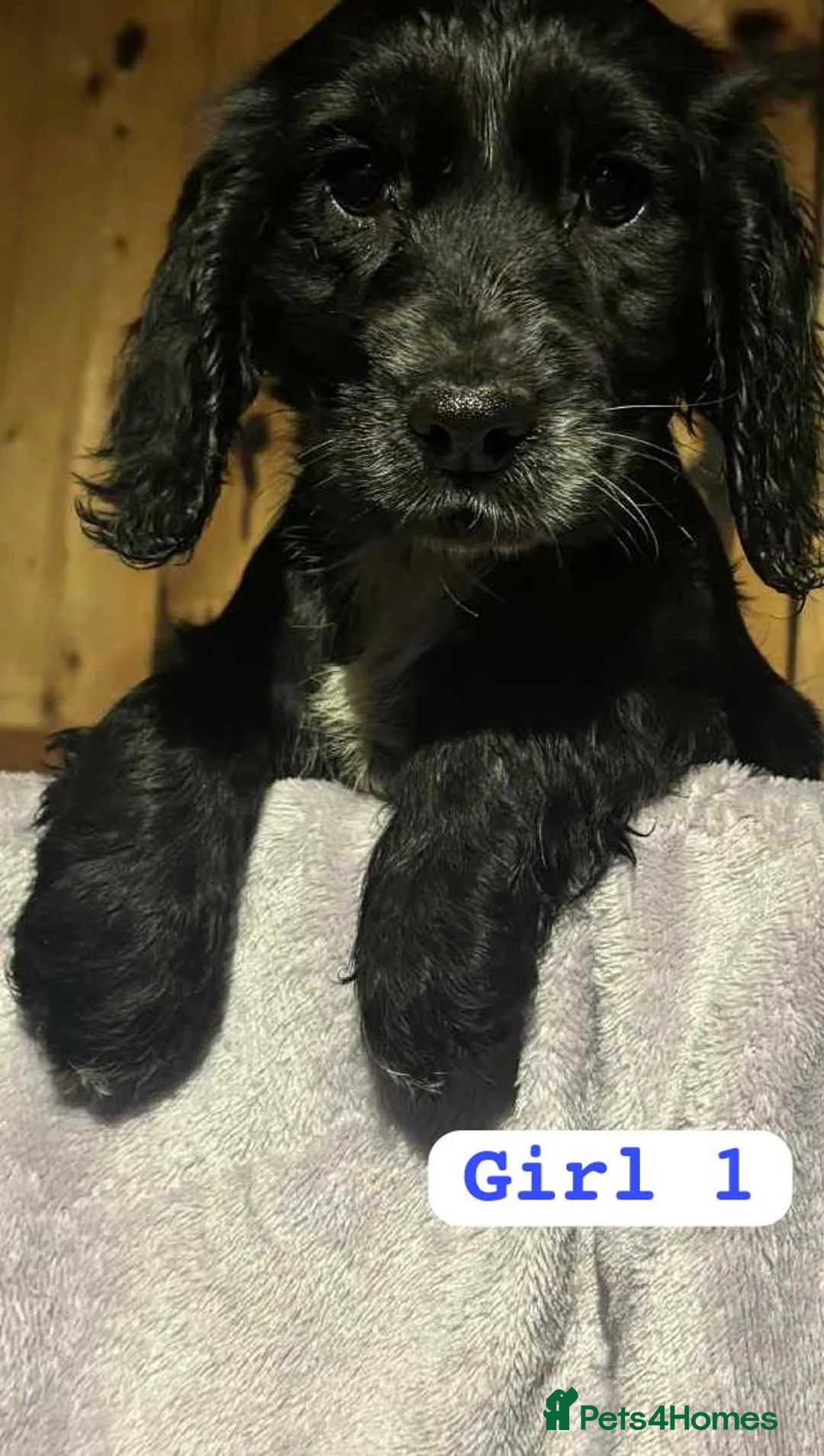 Cocker Spaniel dogs for sale: Cocker spaniel  - Advert 5