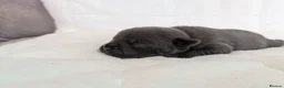 Staffordshire Bull Terrier dogs for sale: Staffordshire Bull Terrier - Advert 8