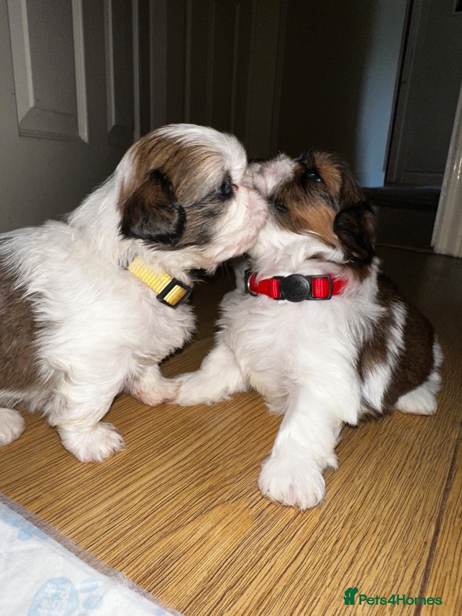 Shih Tzu dogs Beautiful shih tzu puppies 🥹🐾 - Advert 2