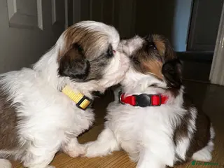 Shih Tzu dogs Beautiful shih tzu puppies 🥹🐾 - Advert 2
