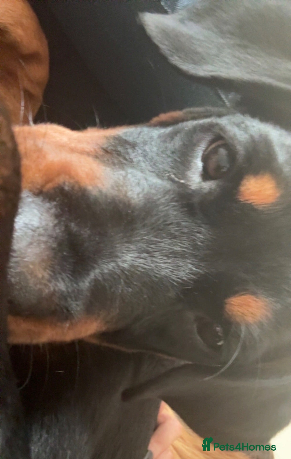 Rottweiler dogs Amazingly trained, loving, sweet girl. SOLD - Advert 17