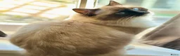 Ragdoll cats for sale: Ragdoll TICA queen - Advert 2