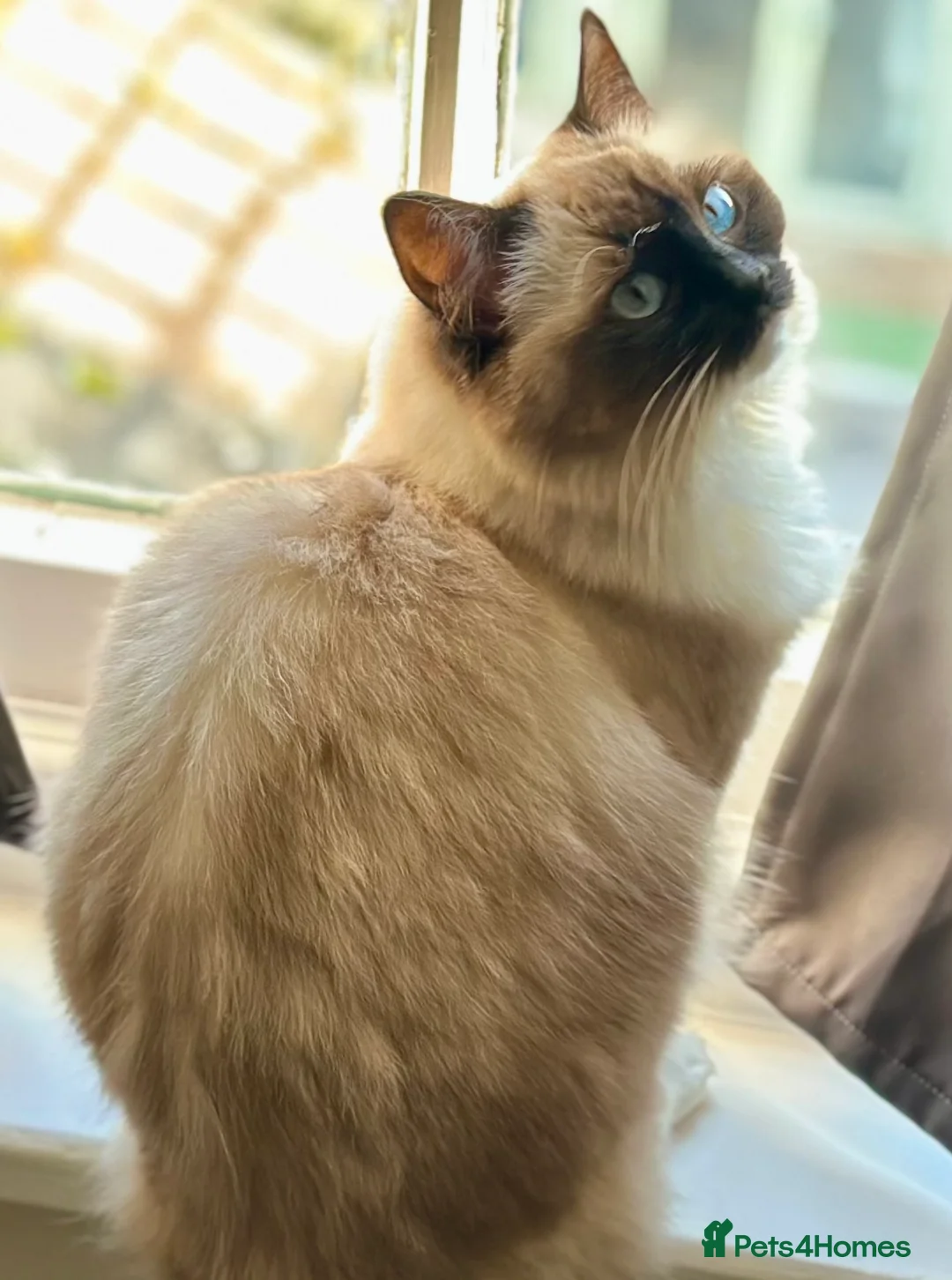 Ragdoll cats for sale: Ragdoll TICA queen - Advert 2