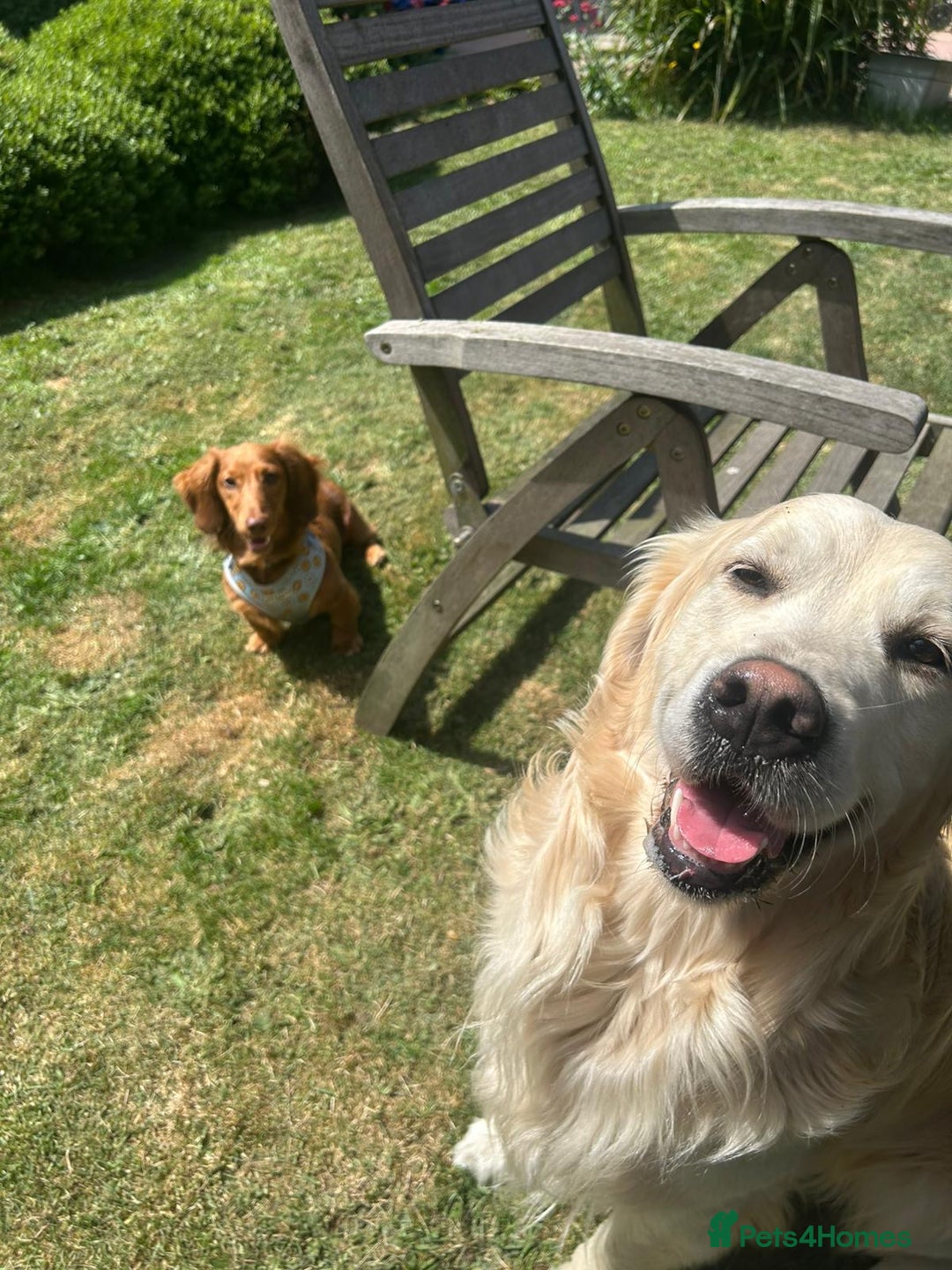 Golden Retriever dogs for sale: Two female Golden Retriever puppies left - Image 15